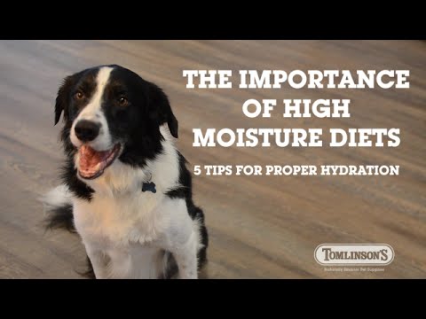 video phone beyonce mp3 The Importance of Proper Hydration in Pets