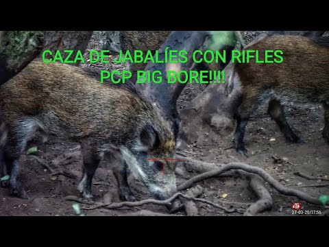 CAZA DE JABALÍES CON PCP BIG BORE PCP HUNT S 