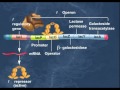 The Lac Operon  Induction of Genes HD Animation