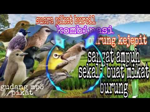 Auto ngumpul ! Suara pikat burung trucukan paling ampuh | trucukan ribut kejepit