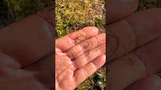 Horsehair Worm The Silent Killer