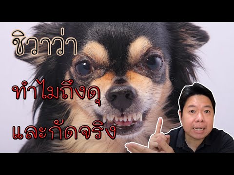 ชิวาว่าทำไมถึงดุ กัดจริง