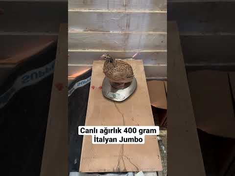 Canlı ağırlık 400