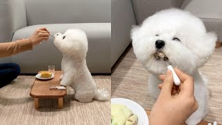Polite Dog Eats Food So Patiently And Sweetly