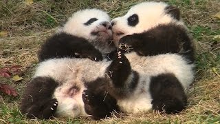 20131206　雅一　雅二　panda パンダ