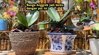 TERNYATA KEREN BANGET .!! MENANAM BUNGA ANGGREK Di POT KERAMIK