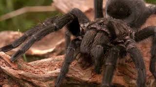 15 TERRIFYING Things Found In The Amazon! mp4