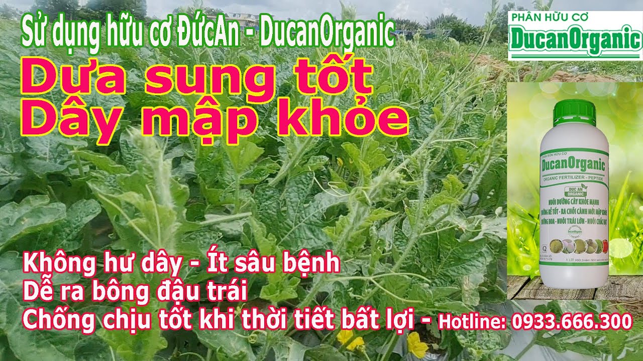 Trồng dưa hấu sung tốt, dây khỏe mạnh, lá xanh cứng. Dễ ra bông đậu trái, chống rụng trái, thúi trái