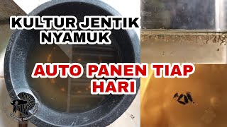 Kultur Jentik Nyamuk Dengan Cara Pindah Telur