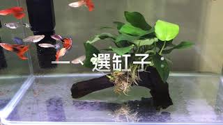 養魚先養水，舊缸換新缸，新手進階篇