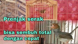 Cara mengatasi prenjak yang serak... dengan ini prenjak bisa sembuh total