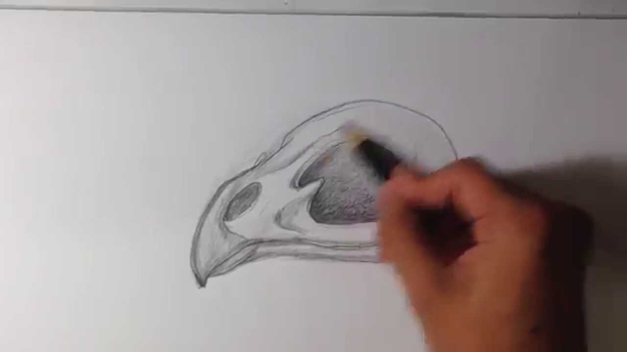 How to Draw a Bird Skull - Skull Drawings - YouTube