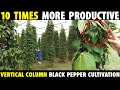 Vertical column black pepper cultivation  10 times more productive