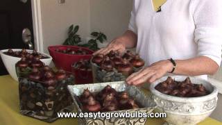 Narcissus Paperwhites Bulbs - How to Plant Guide