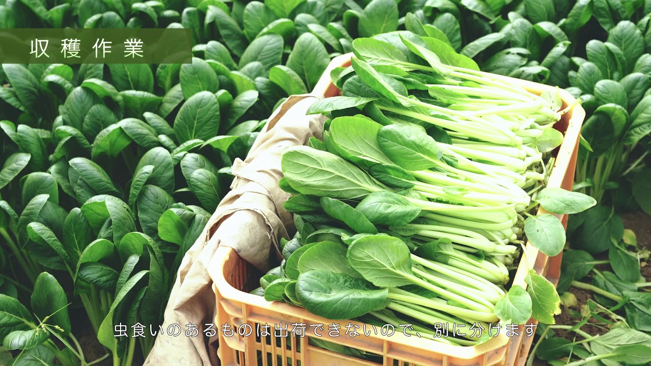 農作業マニュアル動画【小松菜編】 JAグループ石川