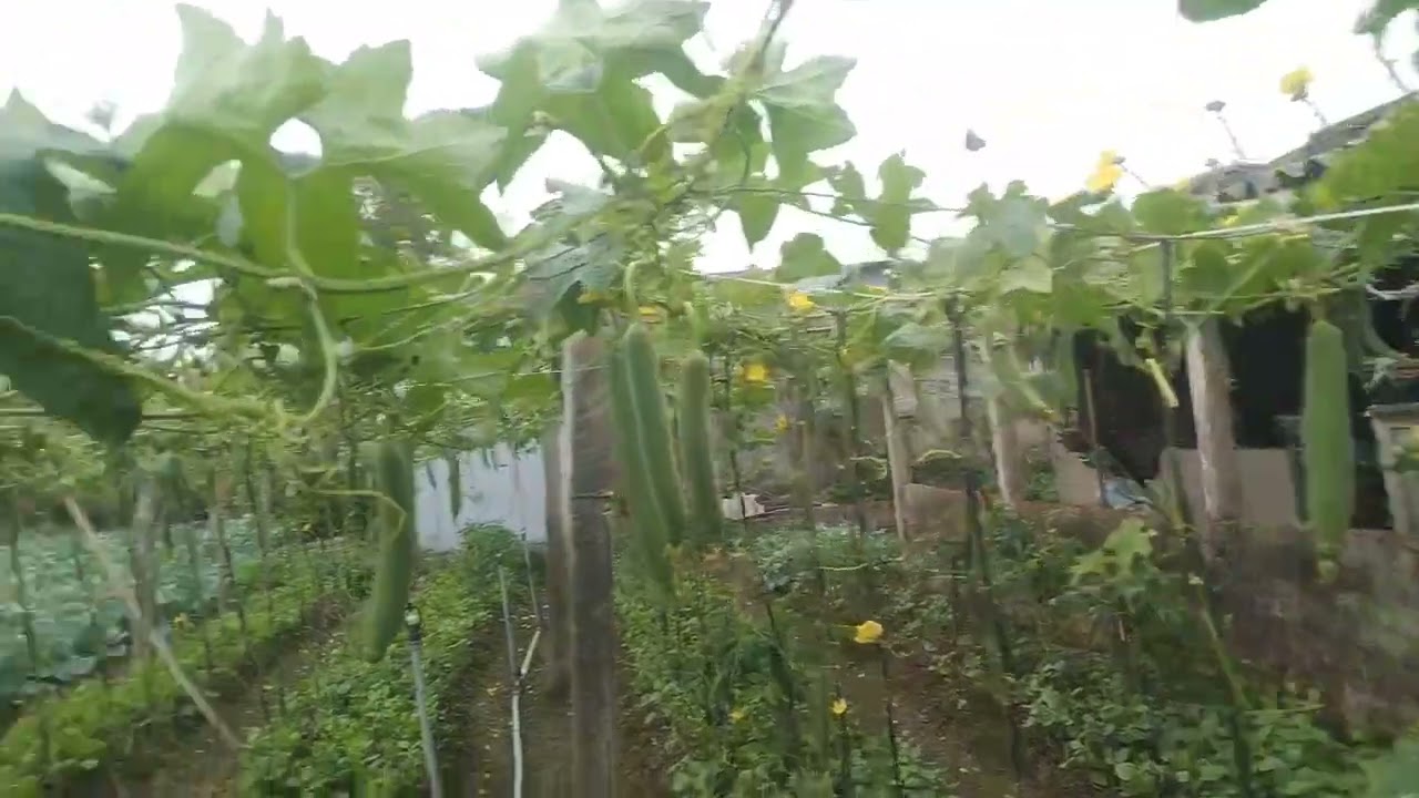 thu hoạch vườn mướp hương cuộc sống thường ngày