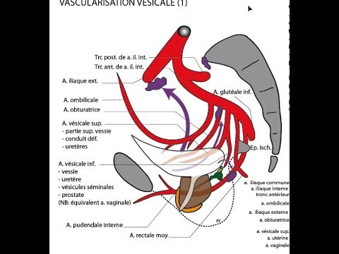 Schéma Comparatif De L'urètre Homme Et Femme. Anatomie De La Vessie Sur La  Silhouette Masculine Et Féminine. Clip Art Libres De Droits, Svg, Vecteurs  Et Illustration. Image 191502158