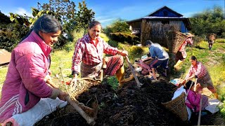 Everyday very Hardworking Farming Life | East Nepal | BijayaLimbu