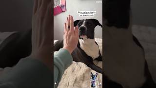 The "Boop" Reaction 🐶😂