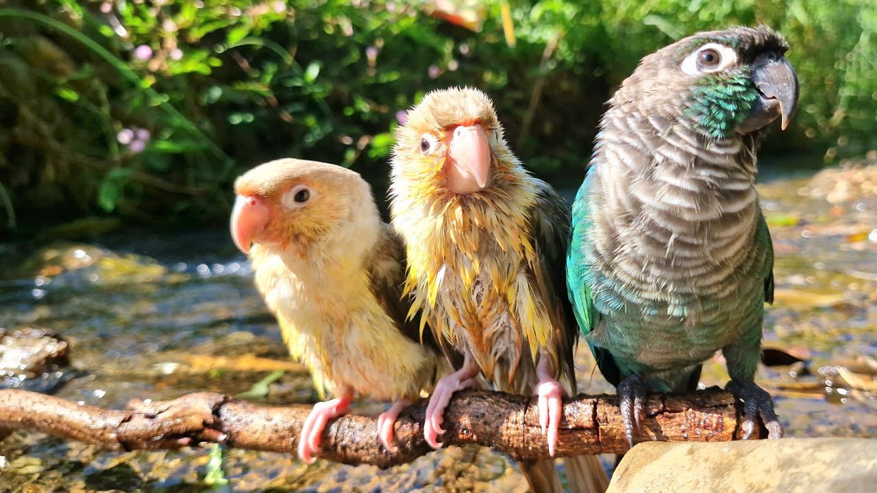 Let my videos help your bird relax and avoid loneliness : Green cheek conure parrot nature sound.