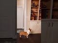 "Playing hide and seek with my dog 🐶",