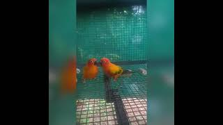 sunconor male female difference
