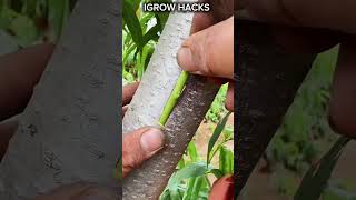 unexpectedly Grafting work very well witch surprised me!!. #farming #planthacks #dangerous