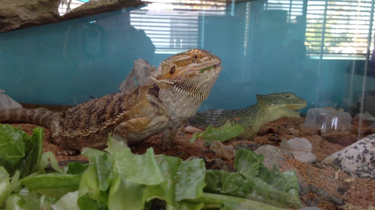 bearded dragon in living room