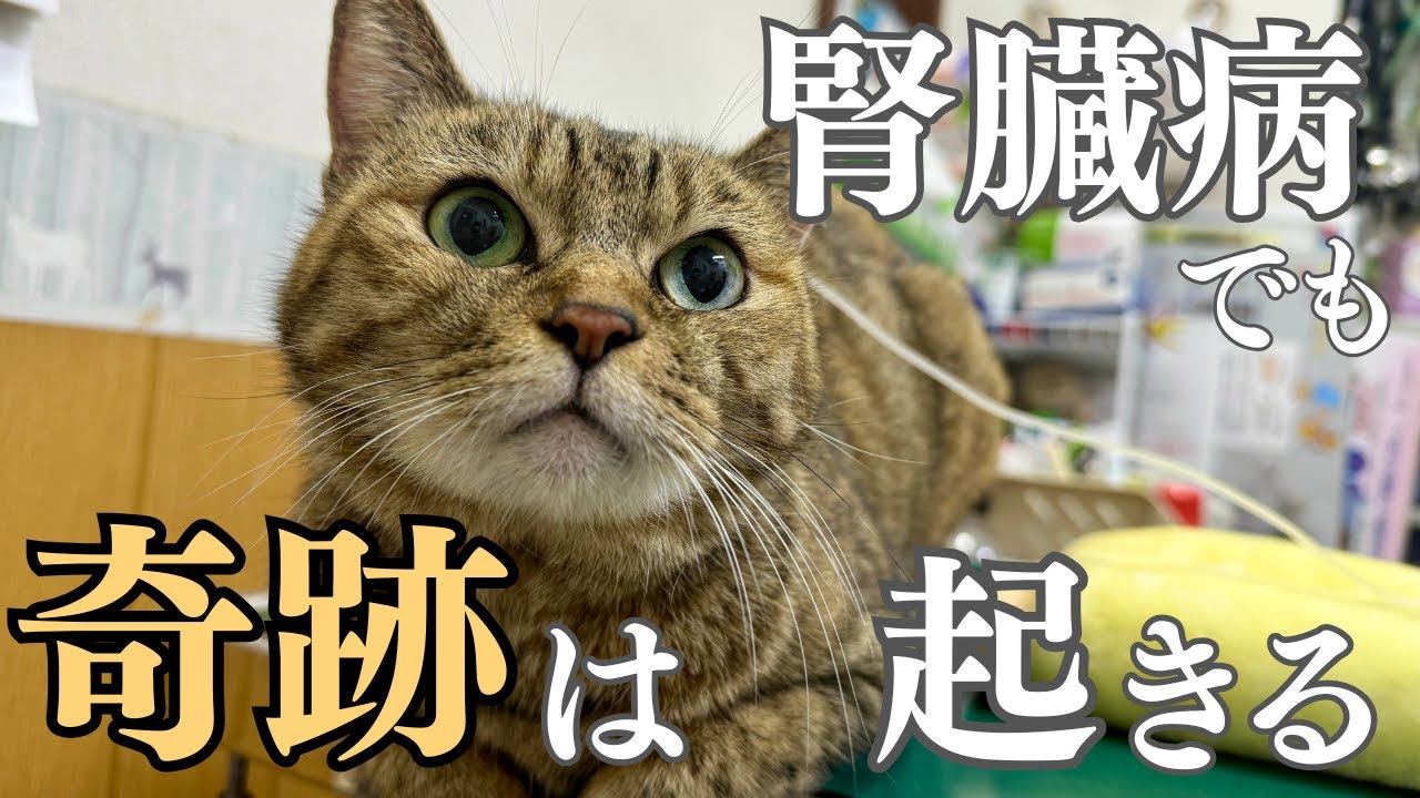 飼い主さんへ。数値では測れない、腎不全の猫の軌跡
