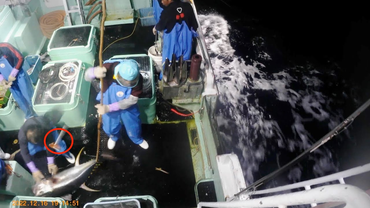 あわや大惨事！？マグロ漁船の固定カメラが捉えた決定的瞬間パート1 