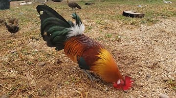 Lo peb saib qaib ua si