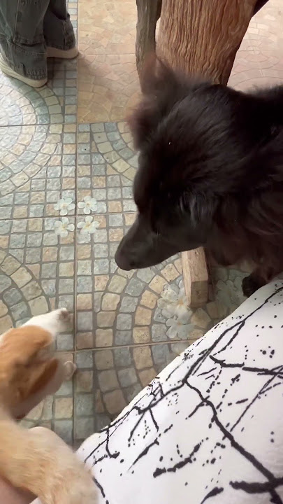 #น่ารัก #อีสานบ้านเฮา #pets #ทาสสุนัข #cute #สัตว์โลกน่ารัก #funny #animals