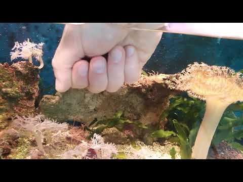 Пресноводные рыбки моллинезии в морском аквариуме