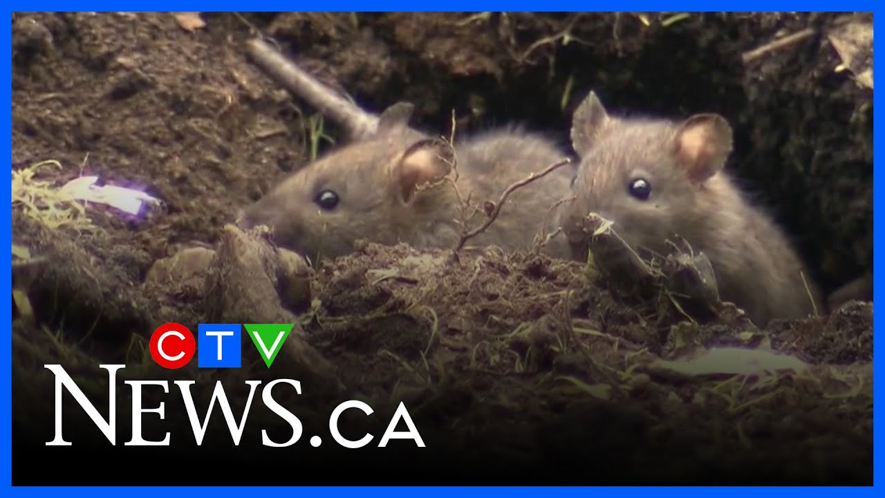 Rat Problem Toronto Toronto’s rat response plan could cost $500K as city deals with an ...