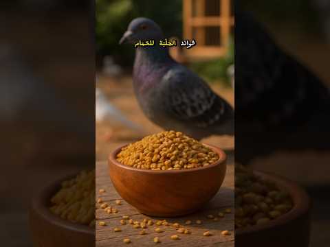 فوائد الحلبة للحمام 