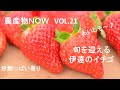 農産物NOW Vol 21 旬を迎える伊達のイチゴ