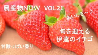 農産物NOW Vol 21 旬を迎える伊達のイチゴ