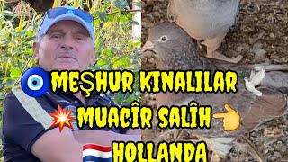 ?️ Seferli taklacı güvercin oyun kuşu  muhacir salih