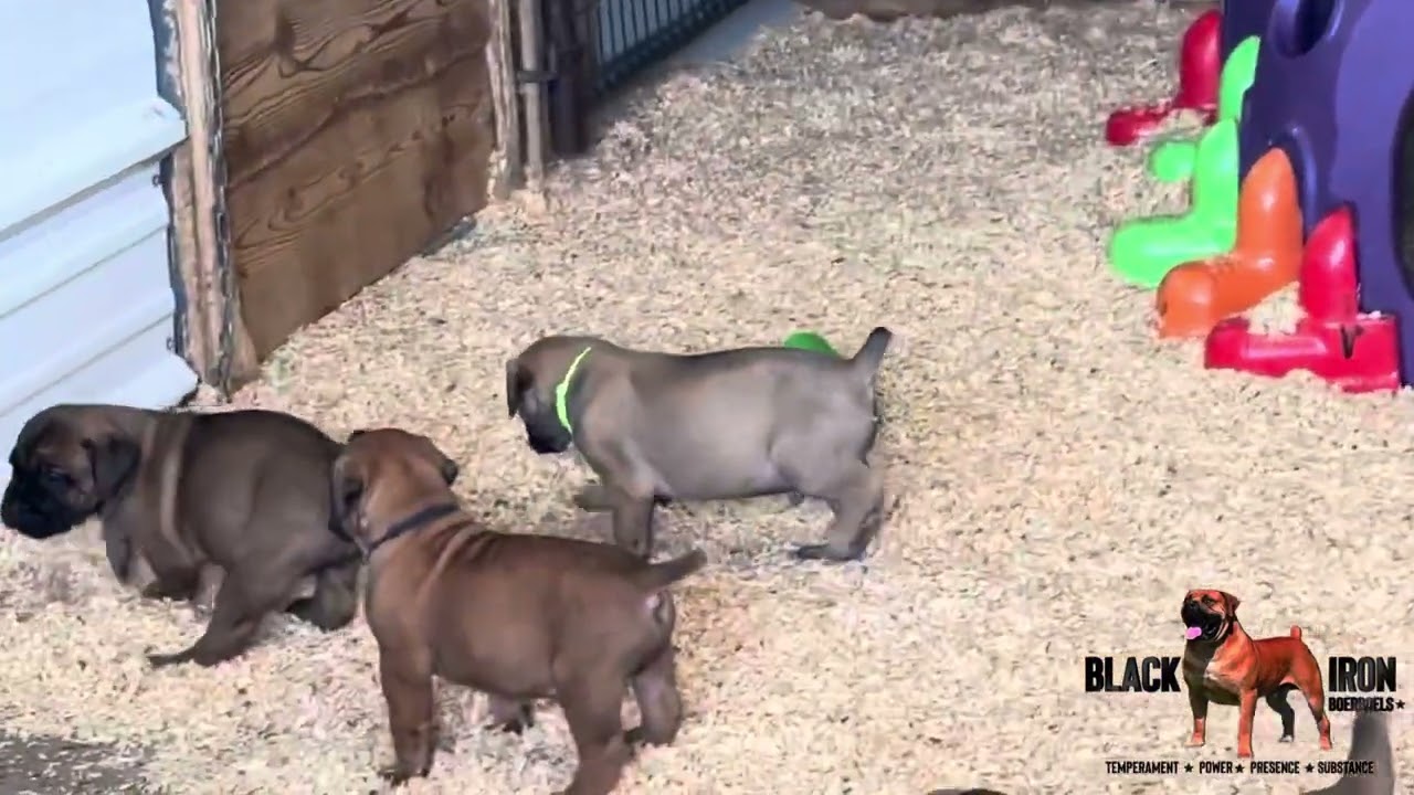 Black Iron Boerboels: 4wk old Riff pups