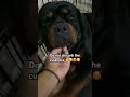 #rottweiler #pets #dog #puppy #animals #shorts #shortvideo #video #seo #highlights #fyp #cutedog