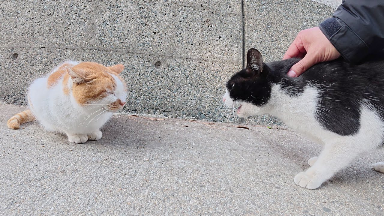 Tuxedo cat and orange cat are constantly arguing - YouTube