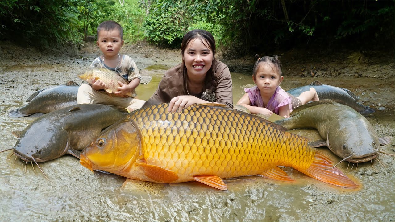 Catching School of GIANT FISH in the Mud Pond | a Fishing Day with Ms. Duong Family | Village Life