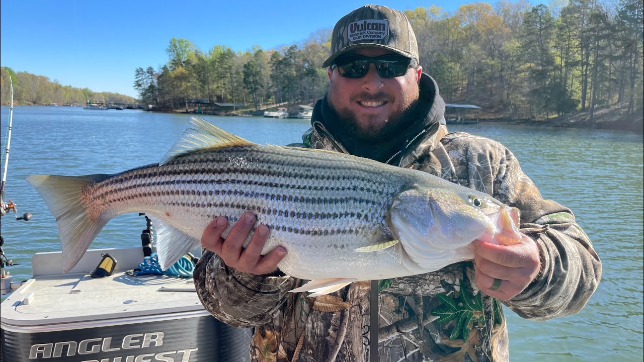 LAKE HARTWELLBIG BAIT, BIG FISH YouTube