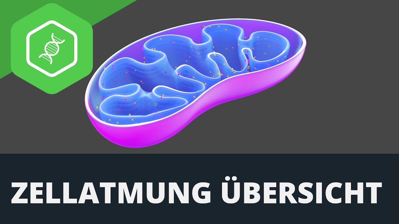 Mitochondriale Störungen erkennen und erfolgreich therapieren | Dr. rer. nat. Markus Stark | QS24