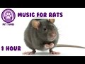 Music for rats - Relaxing music to help your rat calm down and sleep