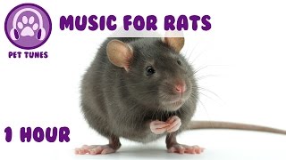 Music for rats  Relaxing music to help your rat calm down and sleep