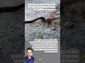 لكل آفة آفة ت قابلها كما يواجه النمس سم الكوبرا بجرأة وحذر 