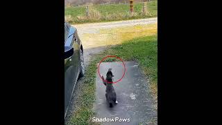 Cats Have Big Confidence 😹