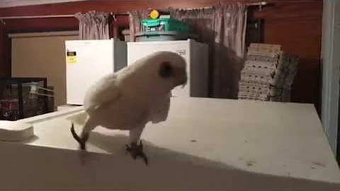 There's a bastard cat