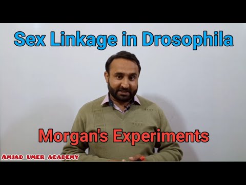Sex Linkage in Drosophila | Thomas Hunt Morgan's Experiments | Variations Genetics Class 12 Biology